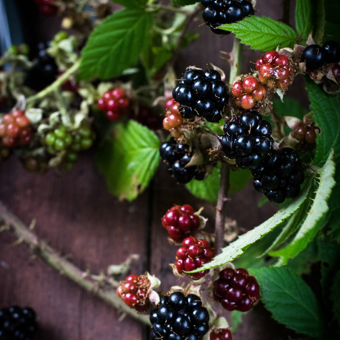 Which scented candles keep insects away? - photo of berries and leaves on a vine.